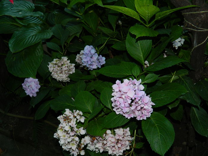 DSCN3552 - 2016 BRUGMANSII_CLEMATITE_HORTENSII 3