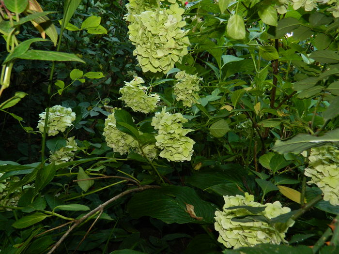 DSCN3560 - 2016 BRUGMANSII_CLEMATITE_HORTENSII 3
