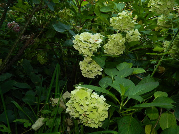 DSCN3565 - 2016 BRUGMANSII_CLEMATITE_HORTENSII 3