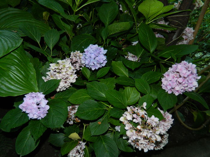 DSCN3567 - 2016 BRUGMANSII_CLEMATITE_HORTENSII 3