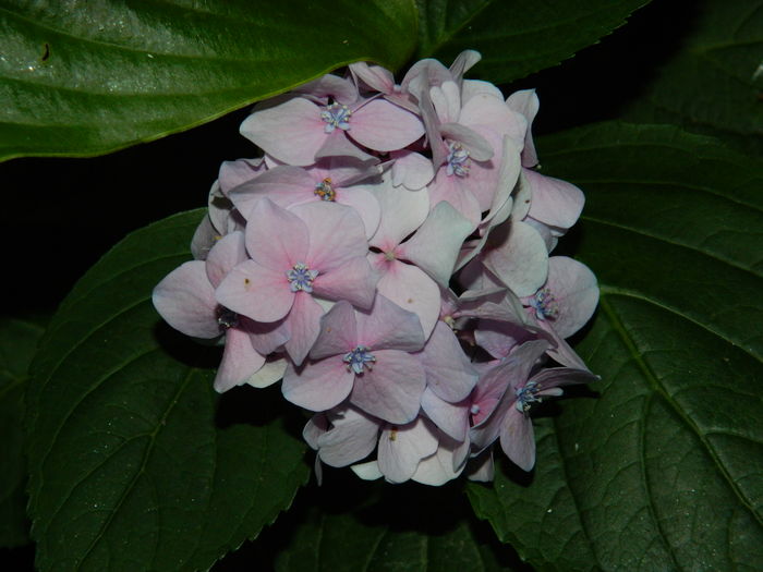 DSCN3569 - 2016 BRUGMANSII_CLEMATITE_HORTENSII 3