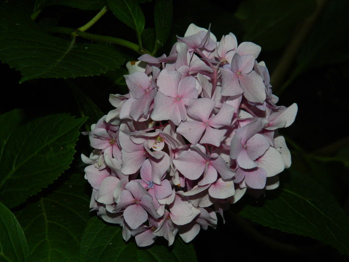 DSCN3570 - 2016 BRUGMANSII_CLEMATITE_HORTENSII 3