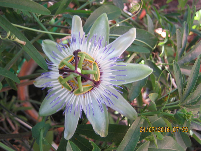 IMG_0029 - Passiflora 2
