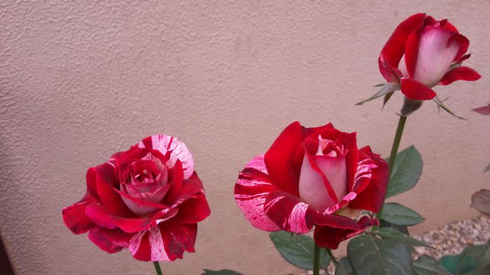 Julio iglesias 21-2016