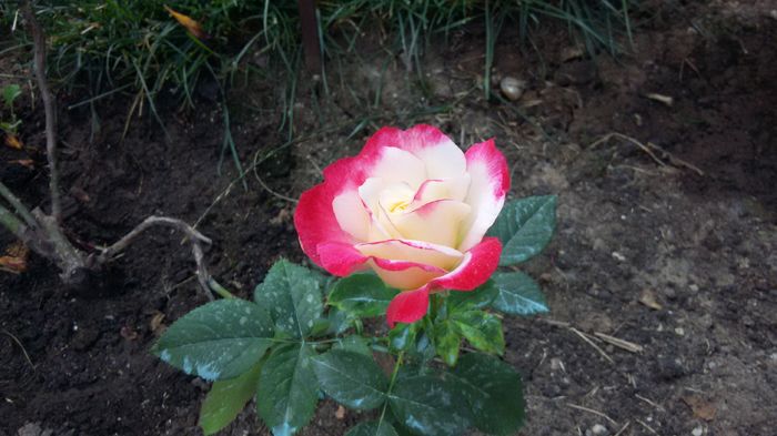 Double Delight12-2016