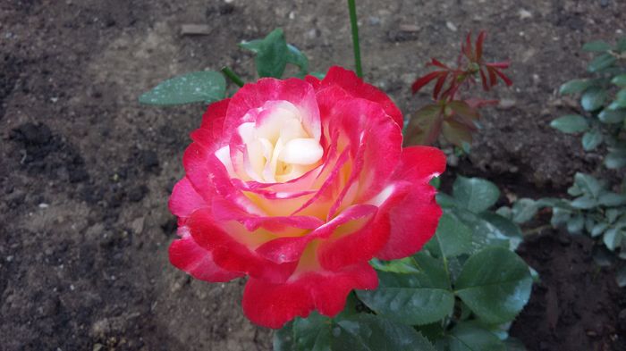 Double Delight13-2016