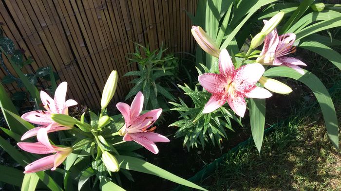 Purple eye2 - Lalele- Crini - Gladiole