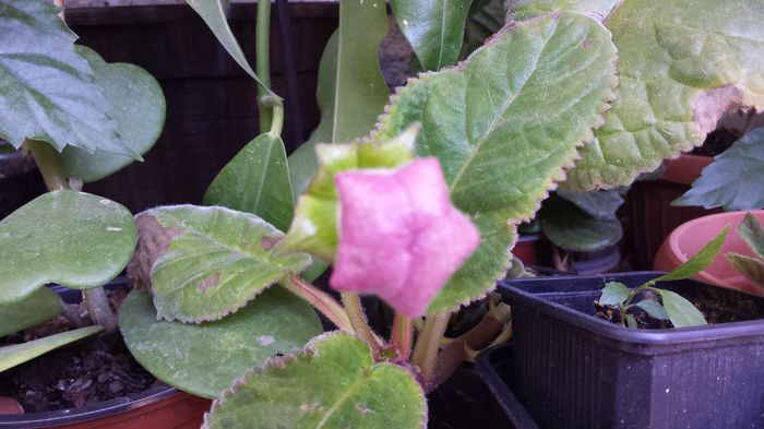 20160722_170231 - Flori 2016