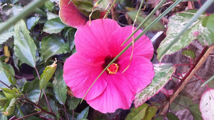 20160722_170044 - Flori 2016