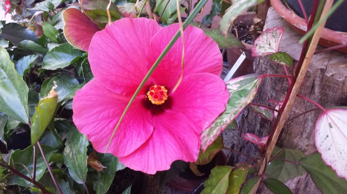 20160722_170041 - Flori 2016