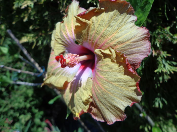 DSC04835 - A-HIBISCUSI 2016