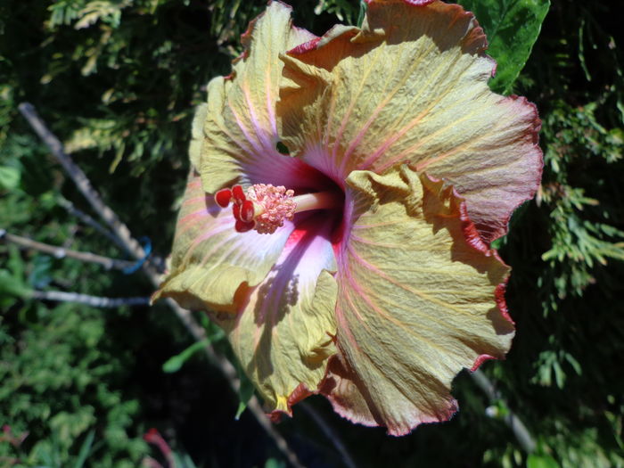 DSC04836 - A-HIBISCUSI 2016