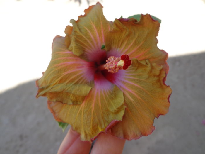 DSC04849 - A-HIBISCUSI 2016
