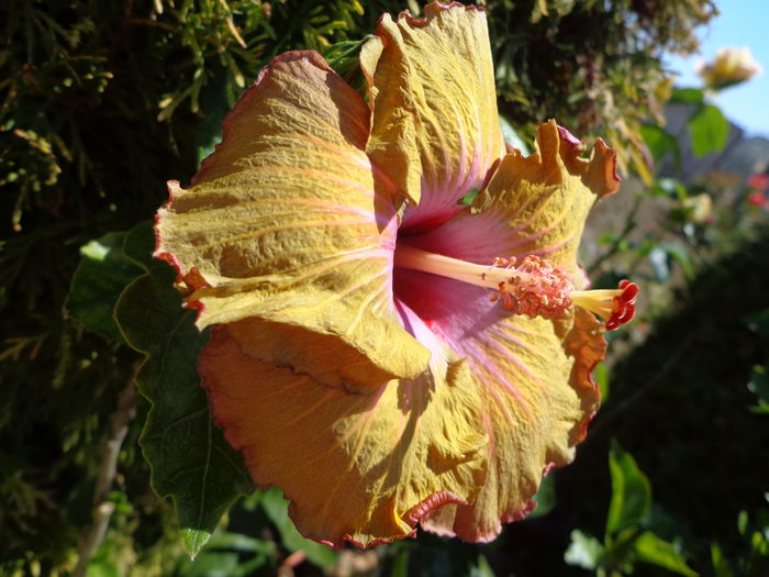 DSC04837 - A-HIBISCUSI 2016