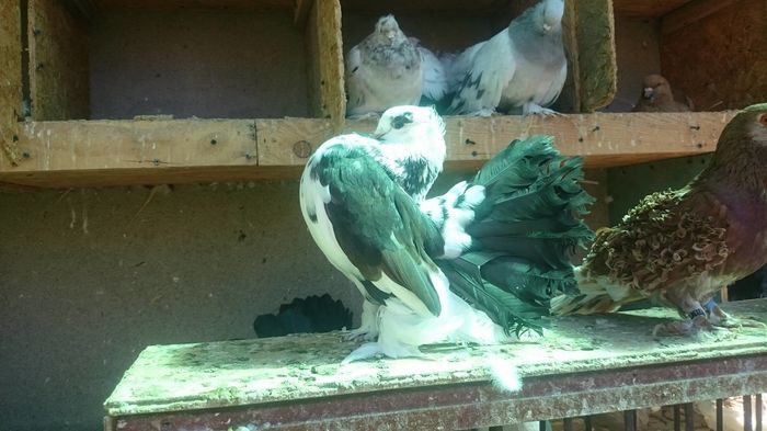 13833434_1006017566180381_1541211513_o