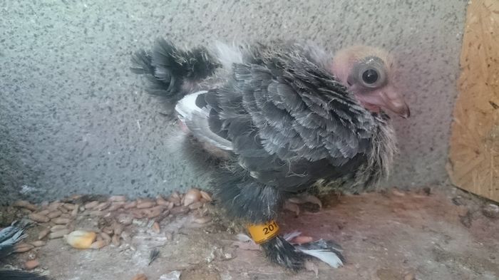 13840571_1006017389513732_126255772_o