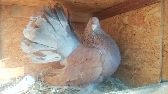 13833269_1006021762846628_1835428247_o - Voltati indieni