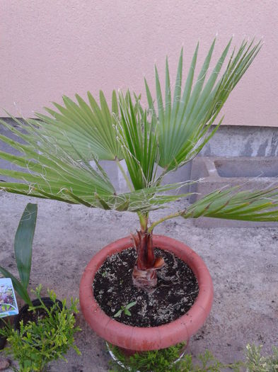 washingtonia colectie - COLECTIE PALMIERI 2016