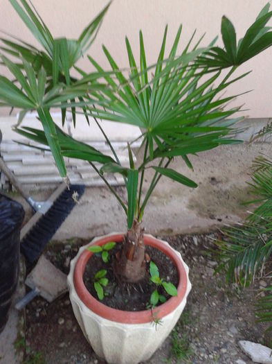 tracycarpus fortunei - COLECTIE PALMIERI 2016