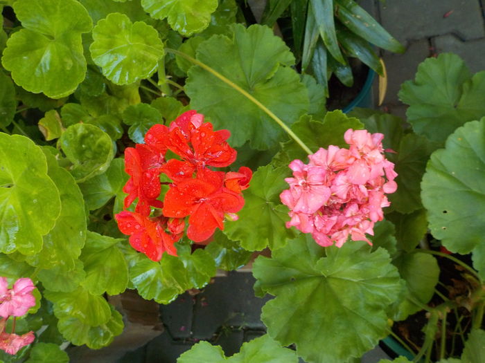 DSCN0881[1] - muscate