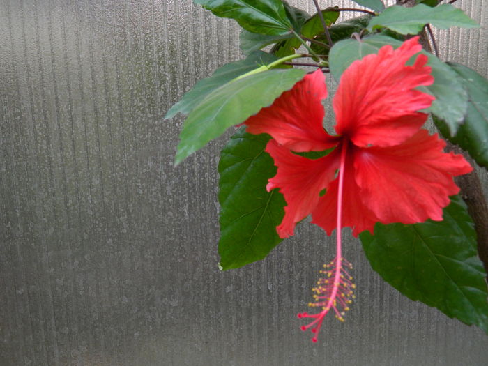 DSCN0585 - 2016 HIBISCUSI SI KOHLERIA