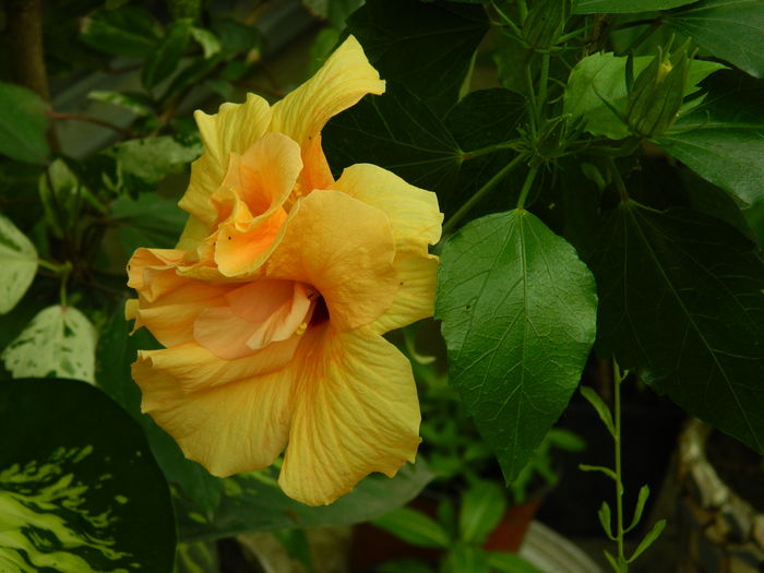 DSCN3250 - 2016 HIBISCUSI SI KOHLERIA