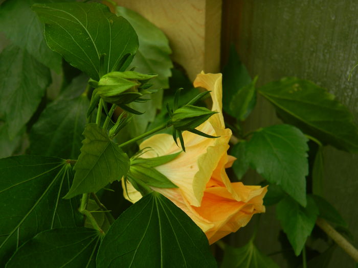 DSCN3254 - 2016 HIBISCUSI SI KOHLERIA