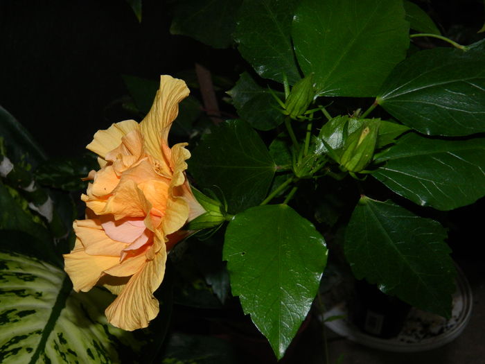 DSCN3316 - 2016 HIBISCUSI SI KOHLERIA