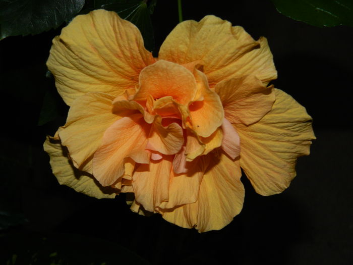 DSCN3317 - 2016 HIBISCUSI SI KOHLERIA