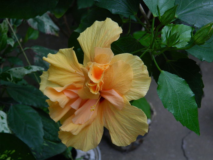 DSCN3335 - 2016 HIBISCUSI SI KOHLERIA