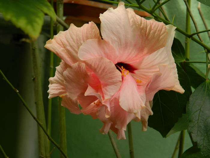 DSCN3439 - 2016 HIBISCUSI SI KOHLERIA