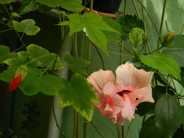 DSCN3440 - 2016 HIBISCUSI SI KOHLERIA