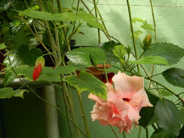 DSCN3442 - 2016 HIBISCUSI SI KOHLERIA
