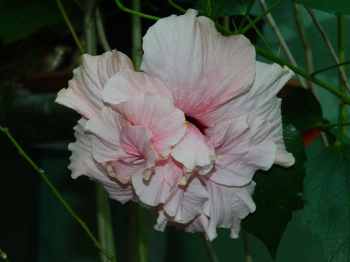 DSCN3508 - 2016 HIBISCUSI SI KOHLERIA