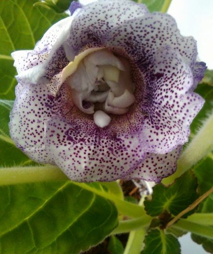 20160722 Koketka blue