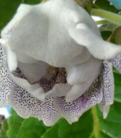 20160722...ek lik angela