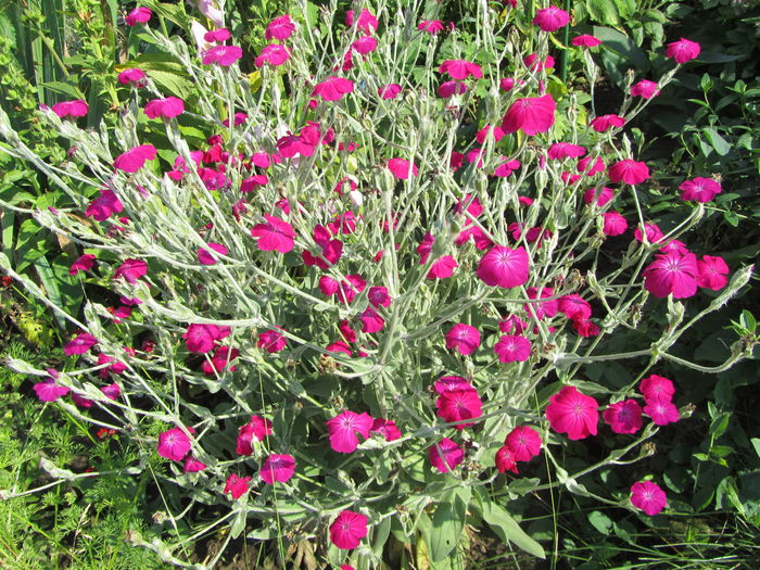 lychnis coronaria