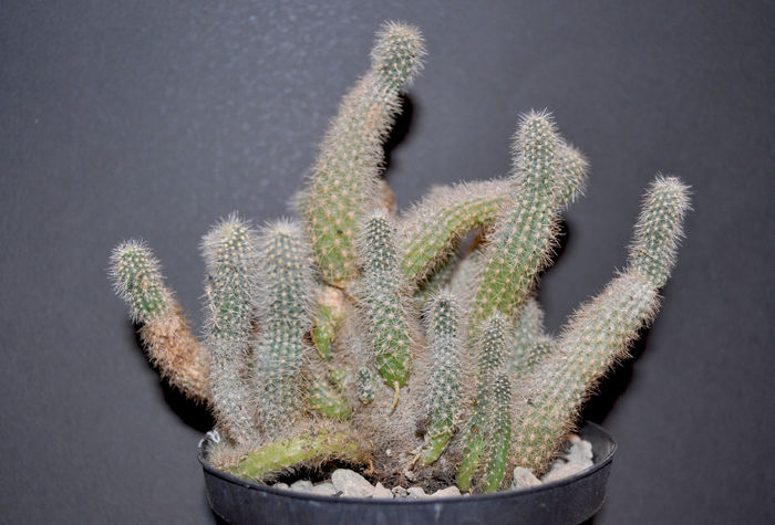 DSC_0997; Echinopsis chamaecereus
Sper sa`si revina, l`am salvat dintr`un coafor
