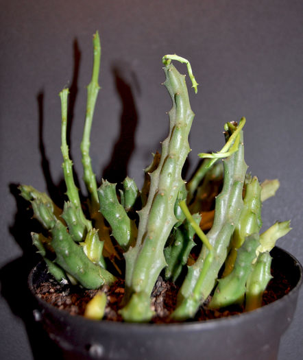 DSC_1001; Orbea variegata (Stapelia variegata)

