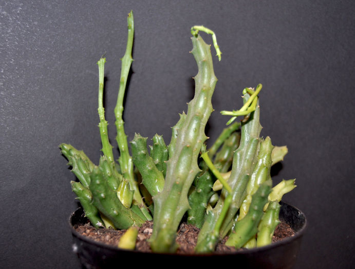 DSC_1002; Orbea variegata (Stapelia variegata)
