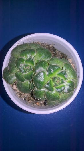 graptopetalum bellum