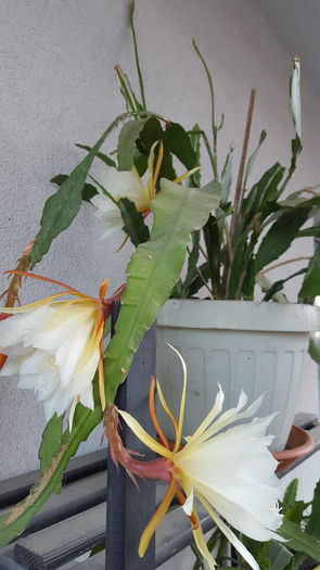 20160721_081213 - Epiphyllum