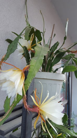 20160721_081207 - Epiphyllum