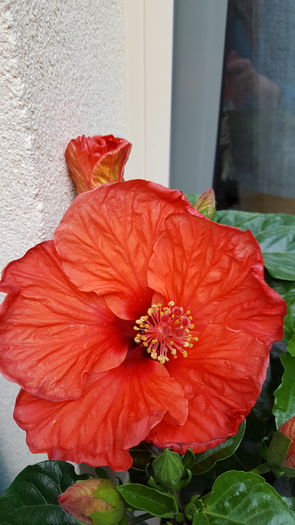 20160624_204800 - hibiscusi