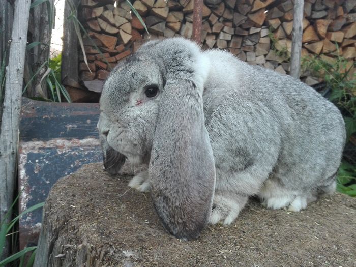 8.5 luni - M 5 vandut