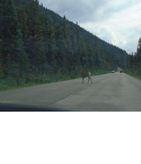 mm2_jasper_066_17072016_maligne_canion