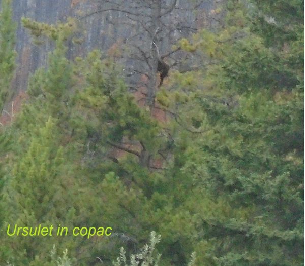 mm2_jasper_071_17072016_maligne_lake