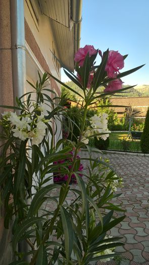 WP_20160723_08_59_25_Pro