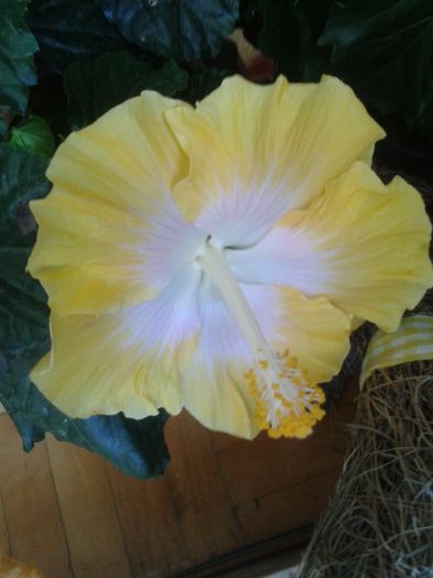 20160723_101317 - Hibiscus