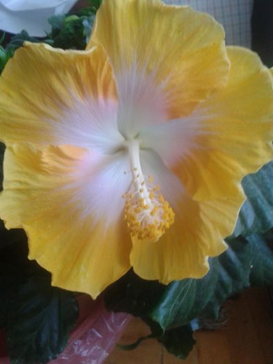 20160723_102006 - Hibiscus